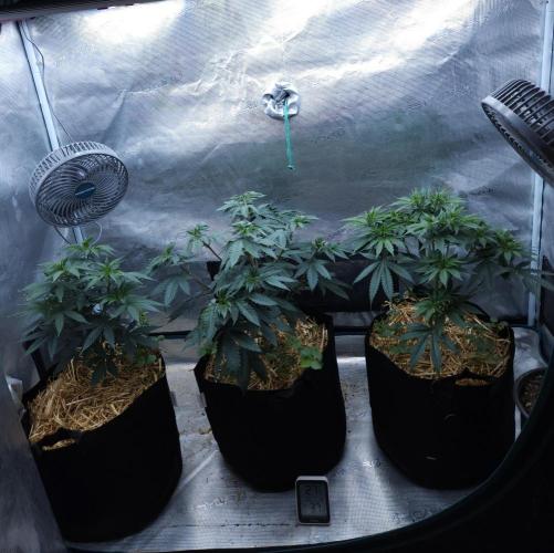 Butterbean Birdseed - Fast Flowering LSO. Week 6 - 03/16/26