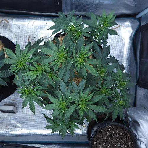Butterbean Birdseed - Fast Flowering LSO. Week 7 - UBC Chemo (Day 52)
