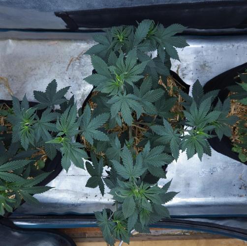 Butterbean Birdseed - Fast Flowering LSO. Week 7 - Rockstar Kush (Day 43)