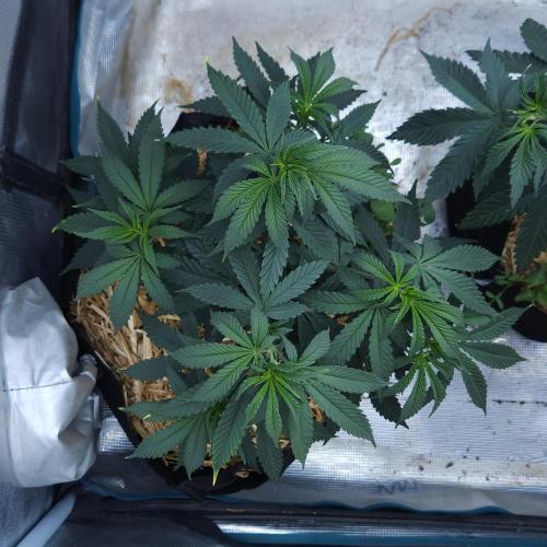 Butterbean Birdseed - Fast Flowering LSO. Week 7 - Faster Master (Day 43)