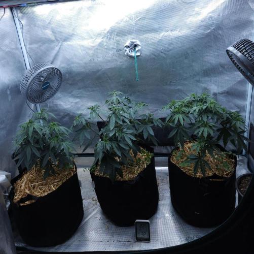 Butterbean Birdseed - Fast Flowering LSO. Week 7 - 03/17/26