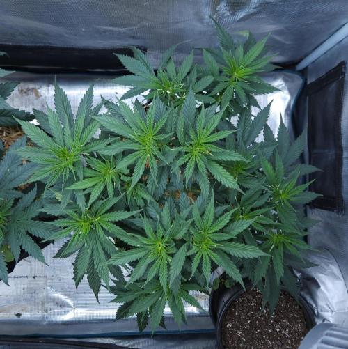 Butterbean Birdseed - Fast Flowering LSO. Week 7 - UBC Chemo (Day 54)