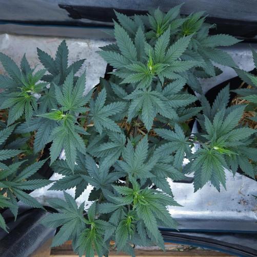 Butterbean Birdseed - Fast Flowering LSO. Week 7 - Rockstar Kush (Day 45)