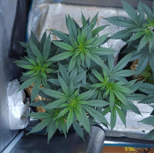 Butterbean Birdseed - Fast Flowering LSO. Week 7 - Faster Master (Day 45)