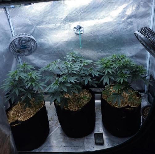 Butterbean Birdseed - Fast Flowering LSO. Week 7 - 03/19/26