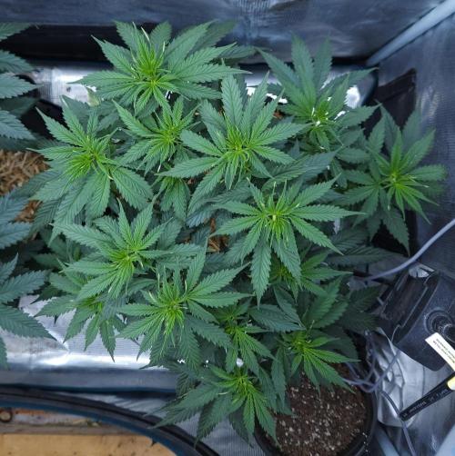 Butterbean Birdseed - Fast Flowering LSO. Week 7 - UBC Chemo (Day 56)