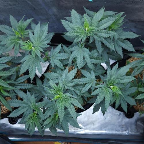 Butterbean Birdseed - Fast Flowering LSO. Week 7 - Rockstar Kush (Day 47)
