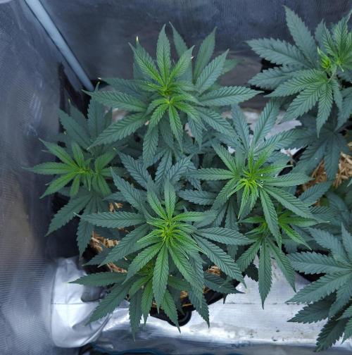 Butterbean Birdseed - Fast Flowering LSO. Week 7 - Faster Master (Day 47)