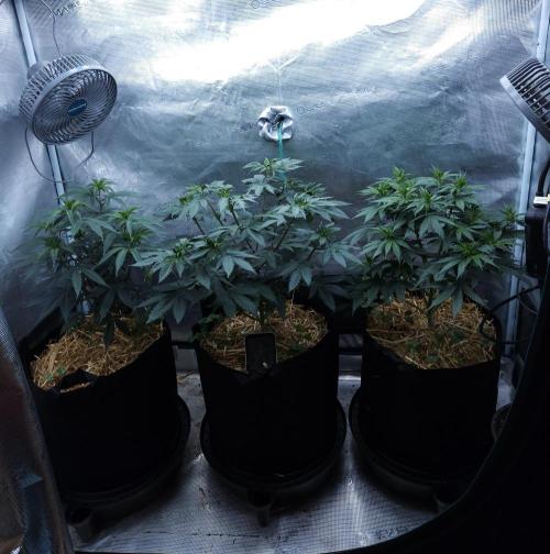 Butterbean Birdseed - Fast Flowering LSO. Week 7 - 03/21/26