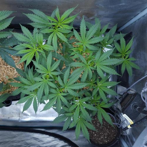 Butterbean Birdseed - Fast Flowering LSO. Week 7 - UBC Chemo (Day 58)