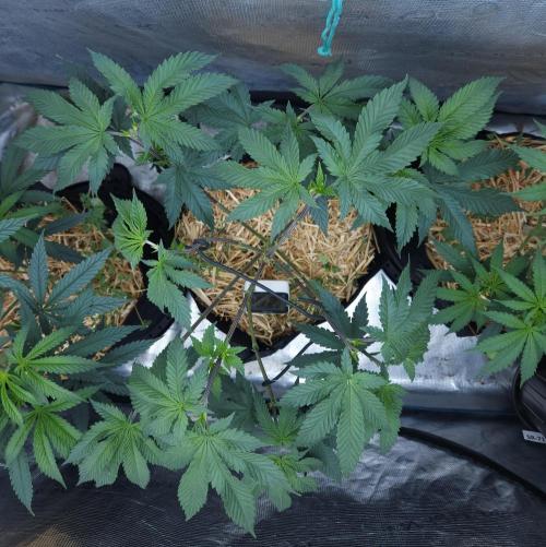 Butterbean Birdseed - Fast Flowering LSO. Week 7 - Rockstar Kush (Day 49)