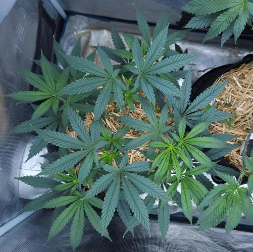 Butterbean Birdseed - Fast Flowering LSO. Week 7 - Faster Master (Day 49)