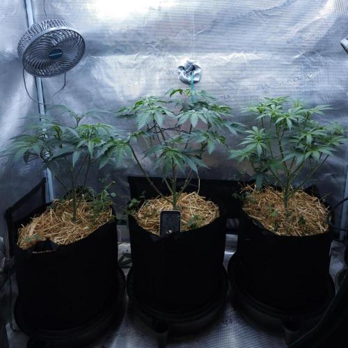 Butterbean Birdseed - Fast Flowering LSO. Week 7 - 03/23/26
