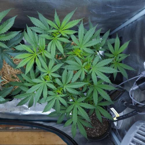 Butterbean Birdseed - Fast Flowering LSO. Week 8 - UBC Chemo (Day 59)
