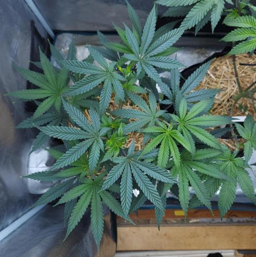 Butterbean Birdseed - Fast Flowering LSO. Week 8 - Faster Master (Day 50)