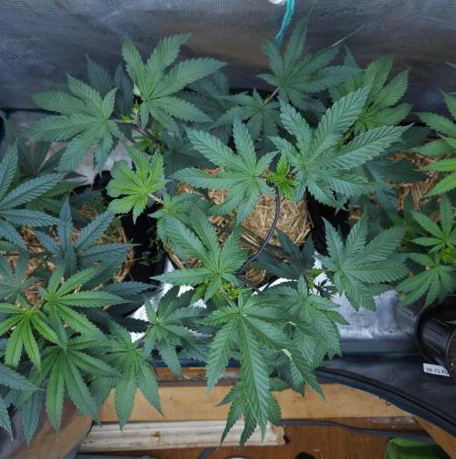 Butterbean Birdseed - Fast Flowering LSO. Week 8 - Rockstar Kush (Day 50)