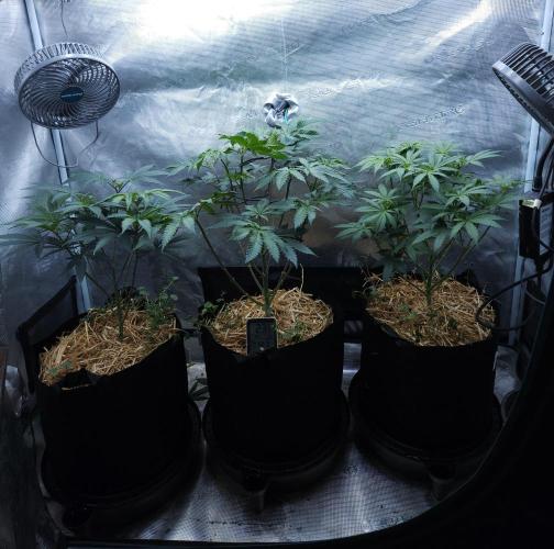 Butterbean Birdseed - Fast Flowering LSO. Week 8 - 03/24/26