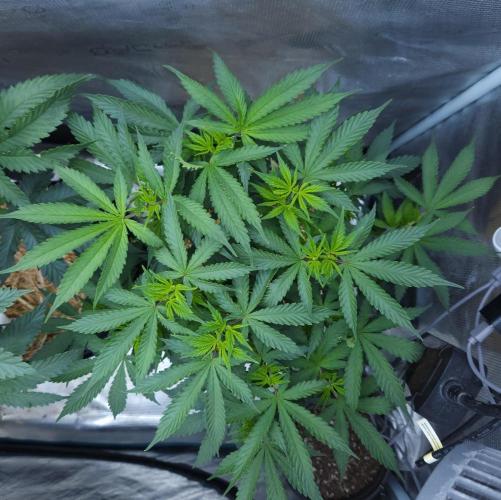 Butterbean Birdseed - Fast Flowering LSO. Week 8 - UBC Chemo (Day 61)