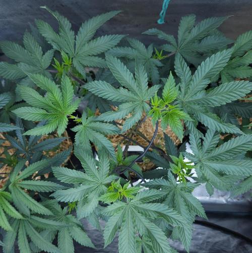 Butterbean Birdseed - Fast Flowering LSO. Week 8 - Rockstar Kush (Day 52)