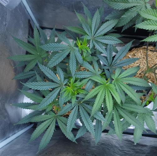 Butterbean Birdseed - Fast Flowering LSO. Week 8 - Faster Master (Day 52)