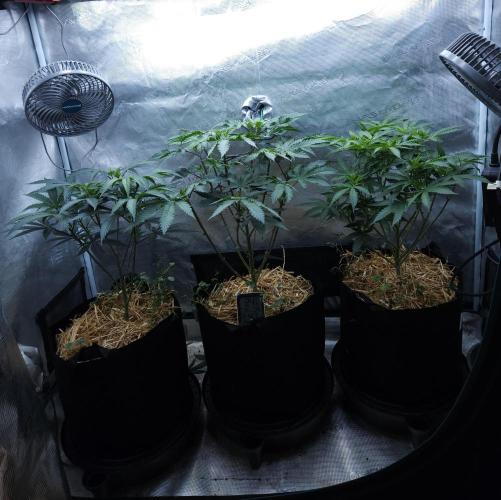 Butterbean Birdseed - Fast Flowering LSO. Week 8 - 03/26/26
