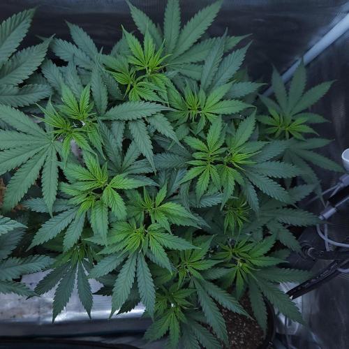 Butterbean Birdseed - Fast Flowering LSO. Week 8 - UBC Chemo (Day 63)