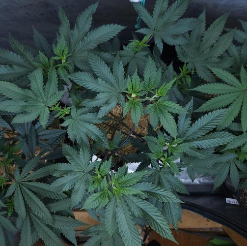Butterbean Birdseed - Fast Flowering LSO. Week 8 - Rockstar Kush (Day 54)