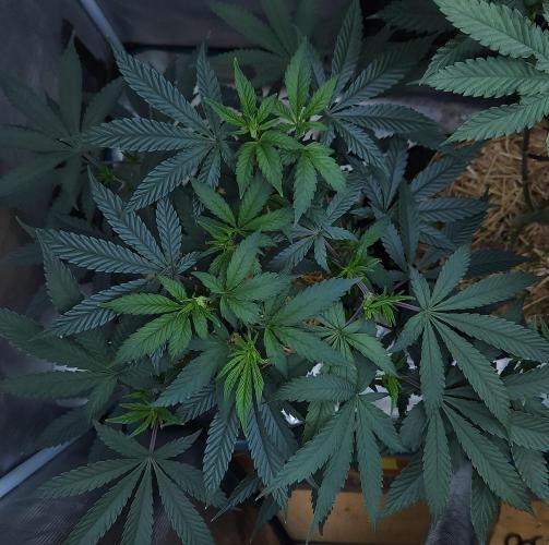 Butterbean Birdseed - Fast Flowering LSO. Week 8 - Faster Master (Day 54)