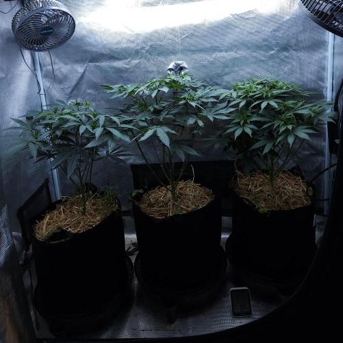 Butterbean Birdseed - Fast Flowering LSO. Week 8 - 03/28/26