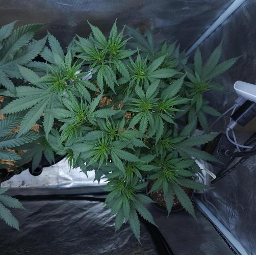 Butterbean Birdseed - Fast Flowering LSO. Week 8 - UBC Chemo (Day 65)