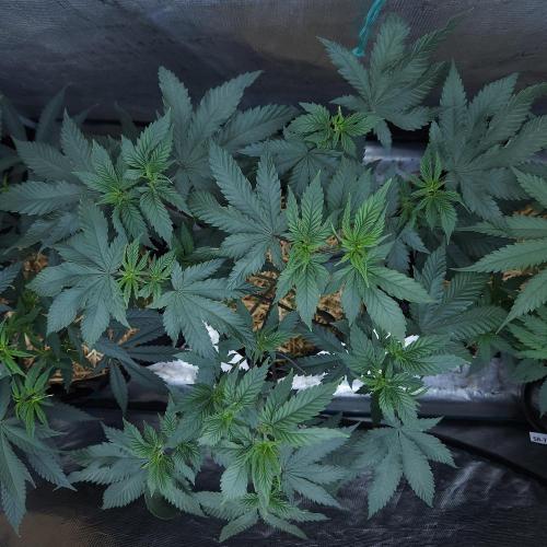 Butterbean Birdseed - Fast Flowering LSO. Week 8 - Rockstar Kush (Day 56)