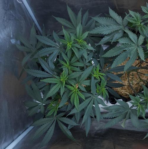 Butterbean Birdseed - Fast Flowering LSO. Week 8 - Faster Master (Day 56)