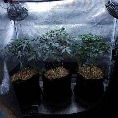 Butterbean Birdseed - Fast Flowering LSO. Week 8 - 03/30/26