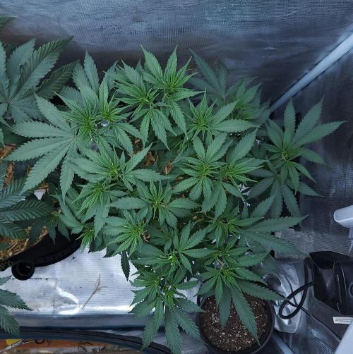 Butterbean Birdseed - Fast Flowering LSO. Week 9 - UBC Chemo (Day 66)
