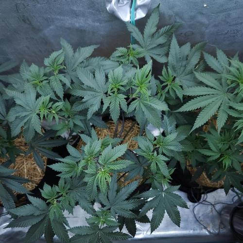 Butterbean Birdseed - Fast Flowering LSO. Week 9 - Rockstar Kush (Day 57)