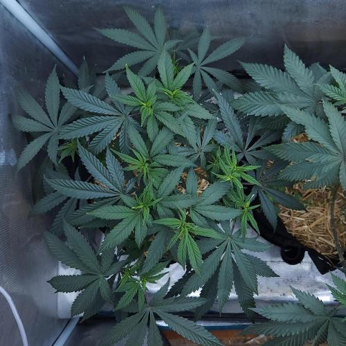 Butterbean Birdseed - Fast Flowering LSO. Week 9 - Faster Master (Day 57)