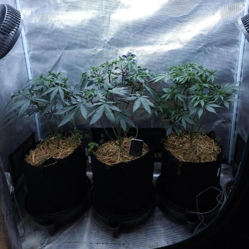 Butterbean Birdseed - Fast Flowering LSO. Week 9 - 03/31/26