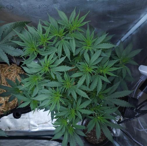 Butterbean Birdseed - Fast Flowering LSO. Week 9 - UBC Chemo (Day 67)