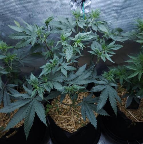 Butterbean Birdseed - Fast Flowering LSO. Week 9 - Rockstar Kush (Day 58)