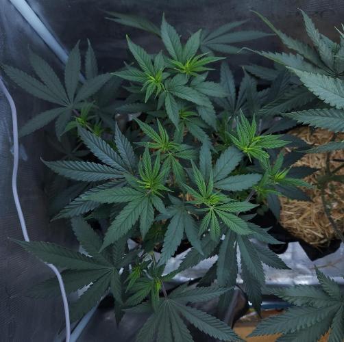 Butterbean Birdseed - Fast Flowering LSO. Week 9 - Faster Master (Day 58)