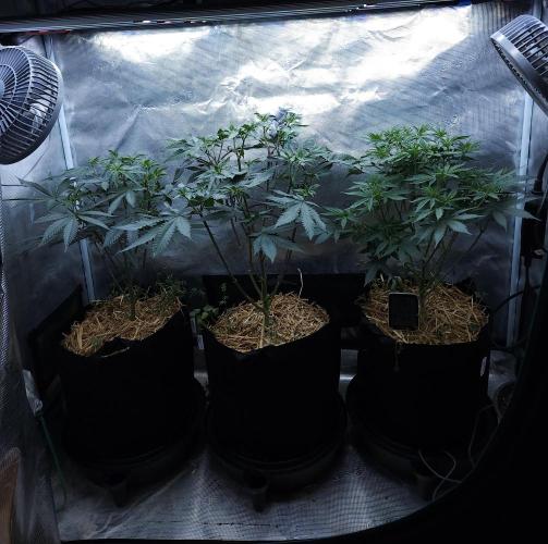 Butterbean Birdseed - Fast Flowering LSO. Week 9 - 04/01/26