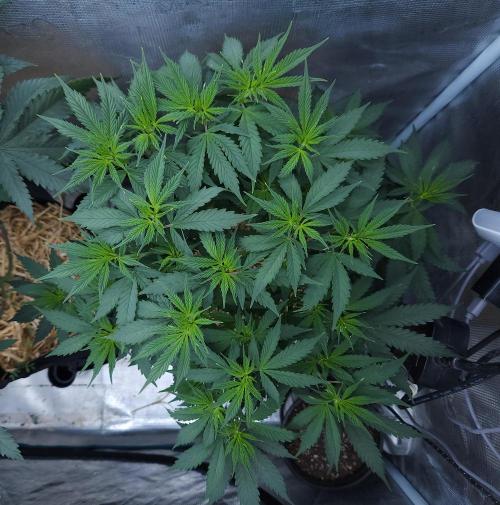 Butterbean Birdseed - Fast Flowering LSO. Week 9 - UBC Chemo (Day 68)