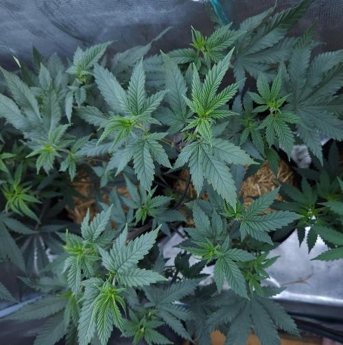 Butterbean Birdseed - Fast Flowering LSO. Week 9 - Rockstar Kush (Day 59)