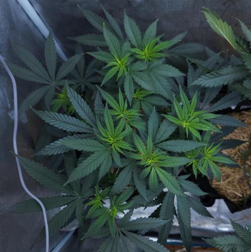 Butterbean Birdseed - Fast Flowering LSO. Week 9 - Faster Master (Day 59)