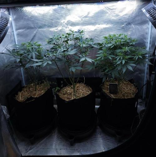 Butterbean Birdseed - Fast Flowering LSO. Week 9 - 04/02/26