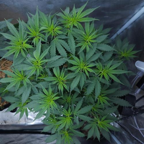 Butterbean Birdseed - Fast Flowering LSO. Week 9 - UBC Chemo (Day 69)