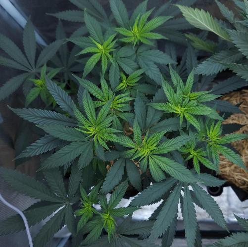 Butterbean Birdseed - Fast Flowering LSO. Week 9 - Faster Master (Day 60)