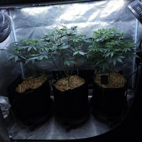 Butterbean Birdseed - Fast Flowering LSO. Week 9 - 04/03/26