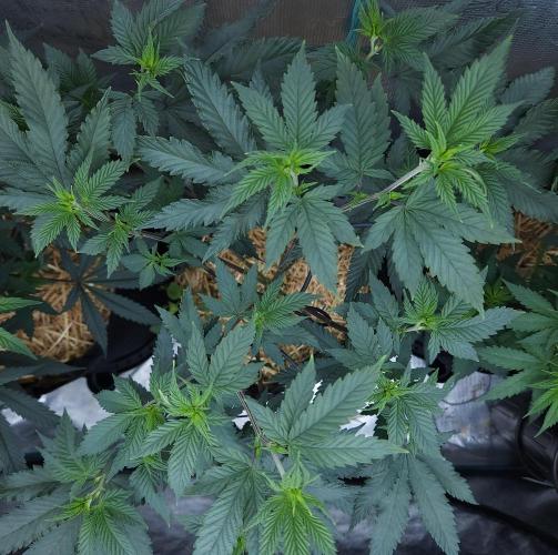 Butterbean Birdseed - Fast Flowering LSO. Week 9 - Rockstar Kush (Day 60)