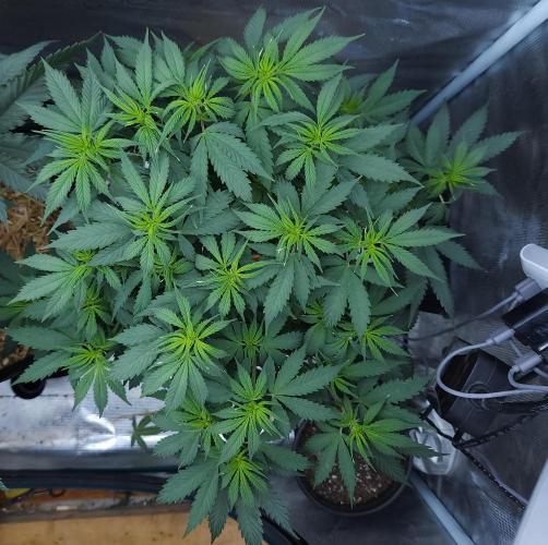 Butterbean Birdseed - Fast Flowering LSO. Week 9 - UBC Chemo (Day 70)